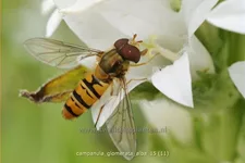 Campanula glomerata 'Alba'