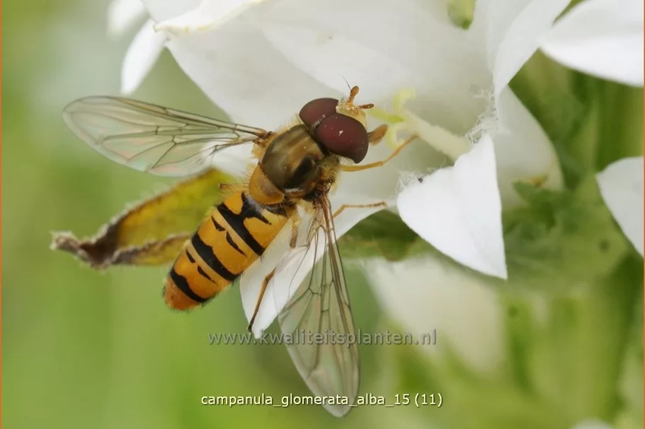 Campanula glomerata 'Alba'