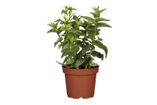 Campanula glomerata 'Alba'