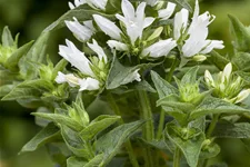 Campanula glomerata 'Alba'