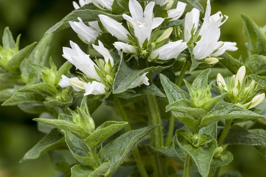 Campanula glomerata 'Alba'