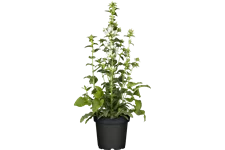 Campanula glomerata 'Alba'