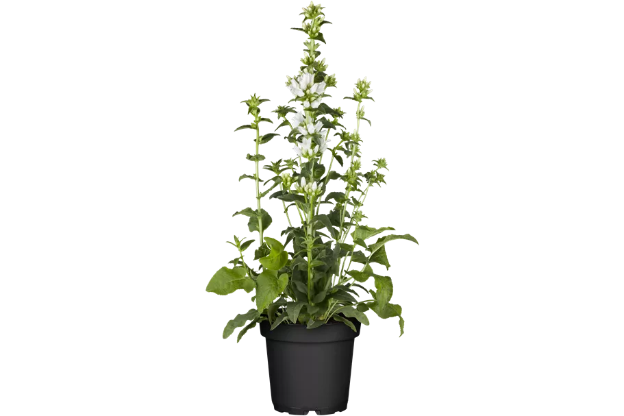 Campanula glomerata 'Alba'