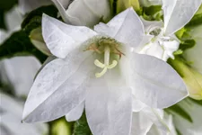 Campanula glomerata 'Alba'