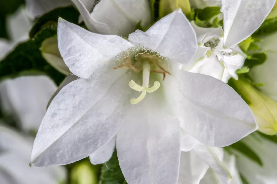 Campanula glomerata 'Alba'