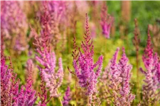 Astilbe chinensis var. taquetii 'Purpurlanze'