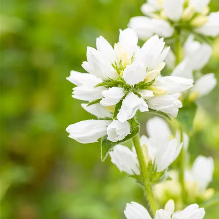 Campanula glomerata 'Alba'
