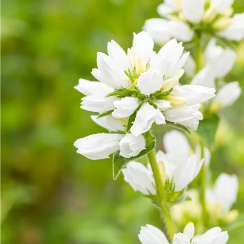 Campanula glomerata 'Alba'