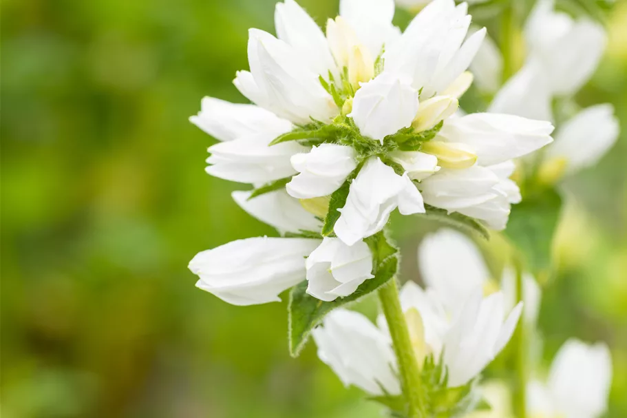 Campanula glomerata 'Alba'