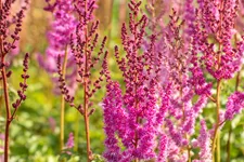 Astilbe chinensis var. taquetii 'Purpurlanze'