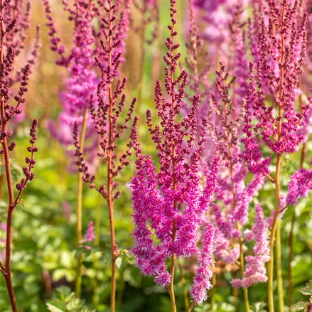 Astilbe chinensis var. taquetii 'Purpurlanze'