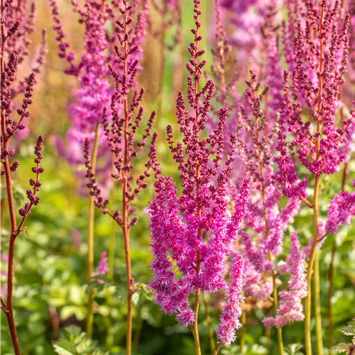 Astilbe chinensis var. taquetii 'Purpurlanze'