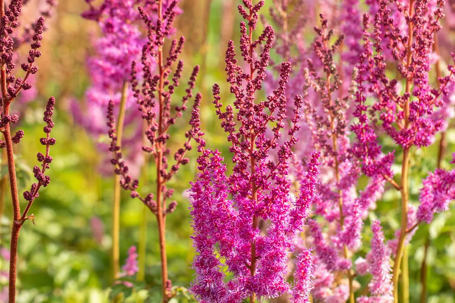 Astilbe chinensis var. taquetii 'Purpurlanze'
