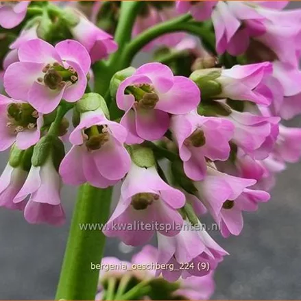Bergenia cordifolia 'Oeschberg'