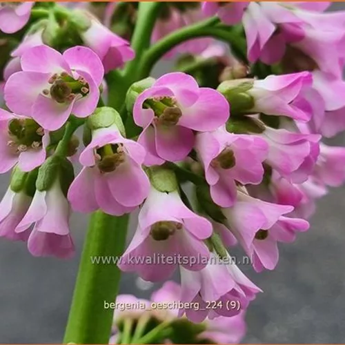 Bergenia cordifolia 'Oeschberg'