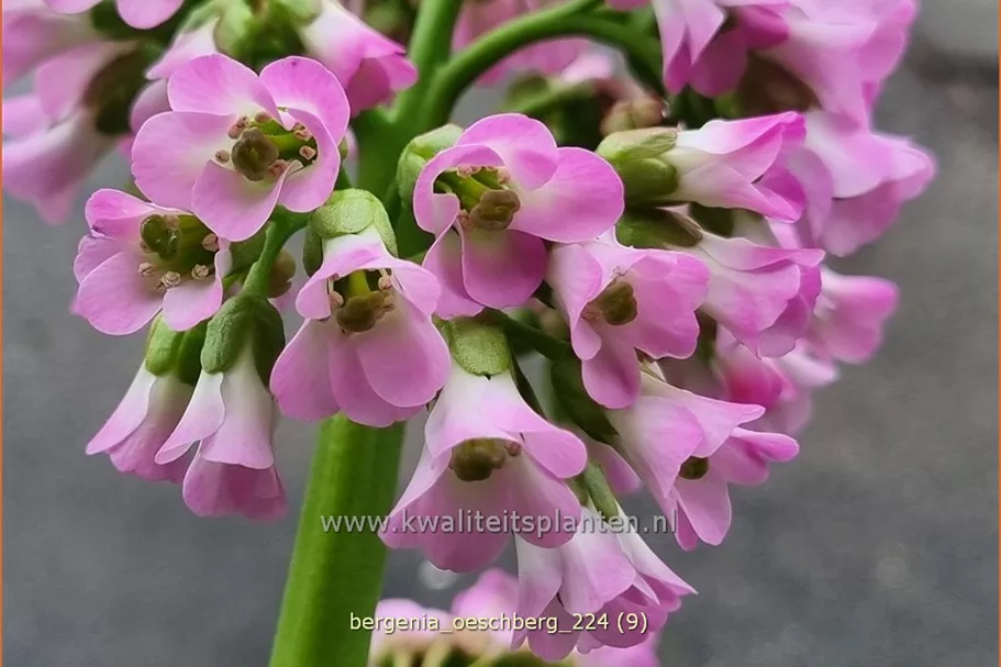 Bergenia cordifolia 'Oeschberg'