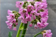 Bergenia cordifolia 'Oeschberg'