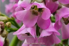 Bergenia cordifolia 'Oeschberg'