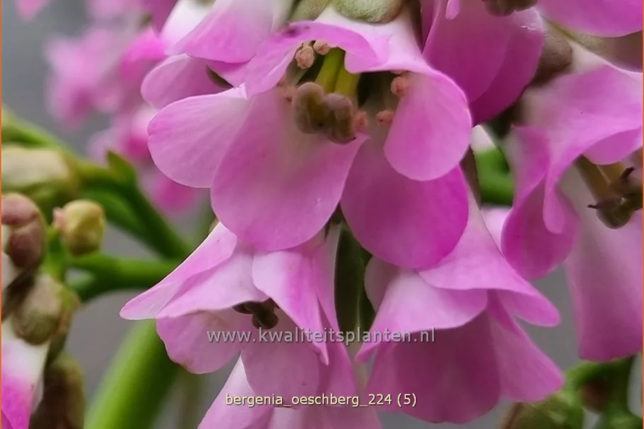 Bergenia cordifolia 'Oeschberg'