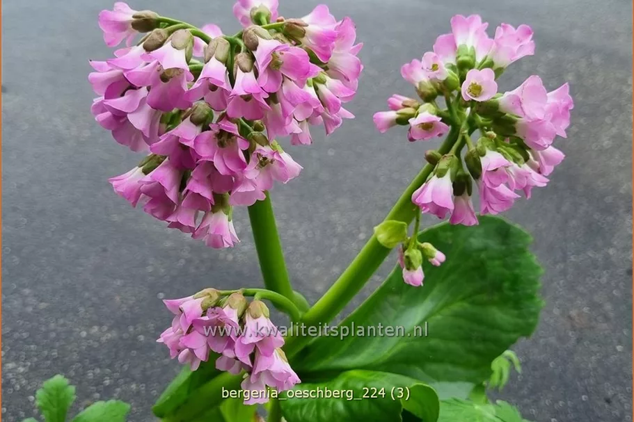 Bergenia cordifolia 'Oeschberg'