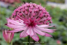 Astrantia major 'Venice'®