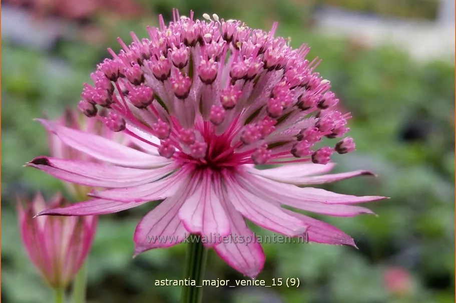 Astrantia major 'Venice'®