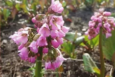 Bergenia cordifolia 'Oeschberg'