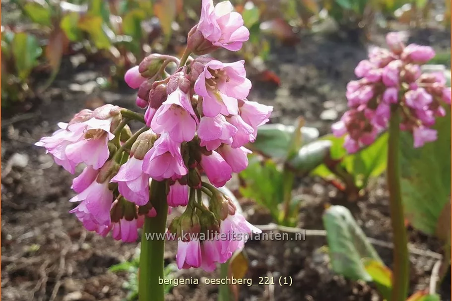 Bergenia cordifolia 'Oeschberg'