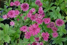 Astrantia major 'Venice'®
