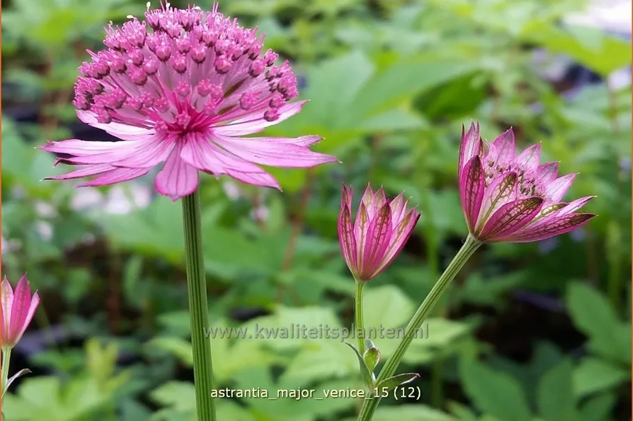 Astrantia major 'Venice'®
