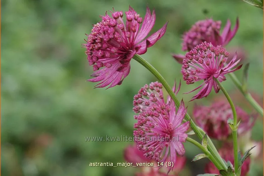 Astrantia major 'Venice'®