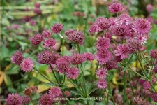 Astrantia major 'Venice'®