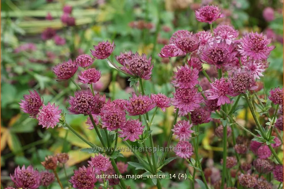 Astrantia major 'Venice'®