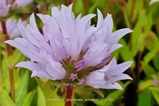 Campanula glomerata 'Emerald'