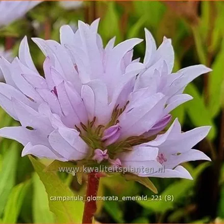 Campanula glomerata 'Emerald'