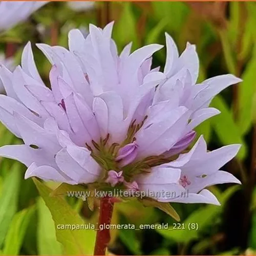 Campanula glomerata 'Emerald'