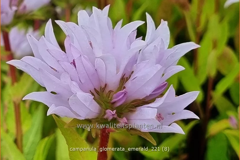 Campanula glomerata 'Emerald'