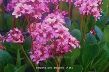 Bergenia cordifolia 'Pink Dragonfly'