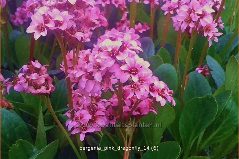 Bergenia cordifolia 'Pink Dragonfly'