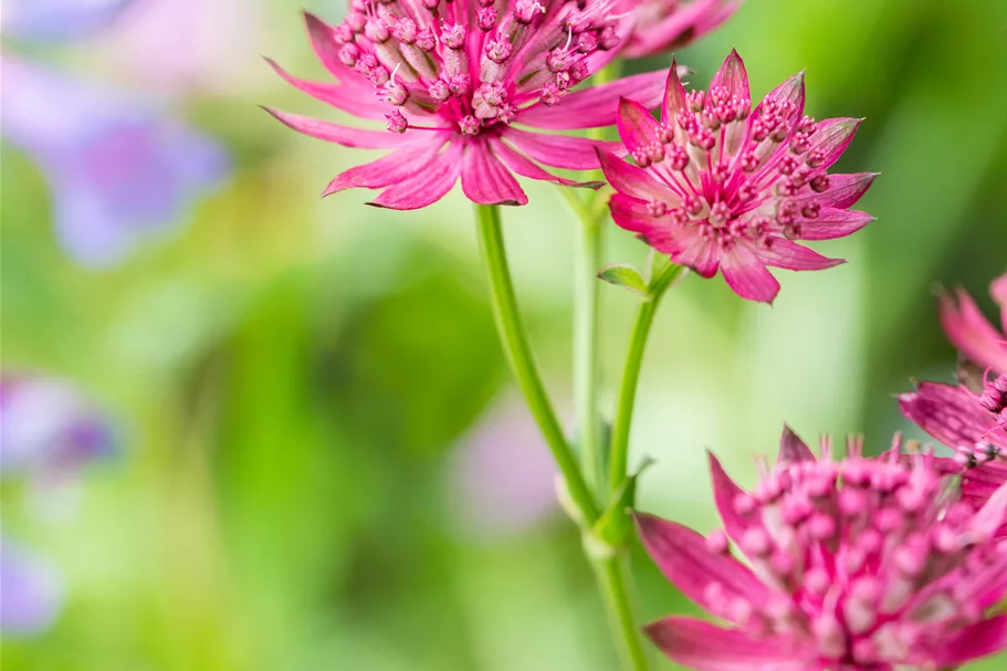 Astrantia major 'Venice'®