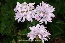 Campanula glomerata 'Emerald'
