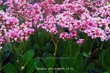 Bergenia cordifolia 'Pink Dragonfly'