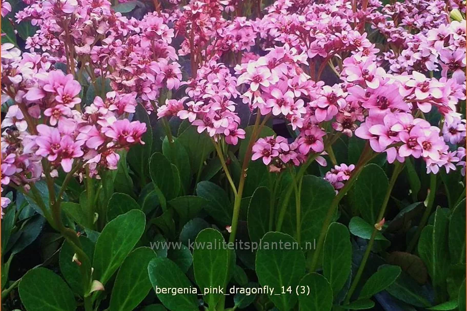 Bergenia cordifolia 'Pink Dragonfly'