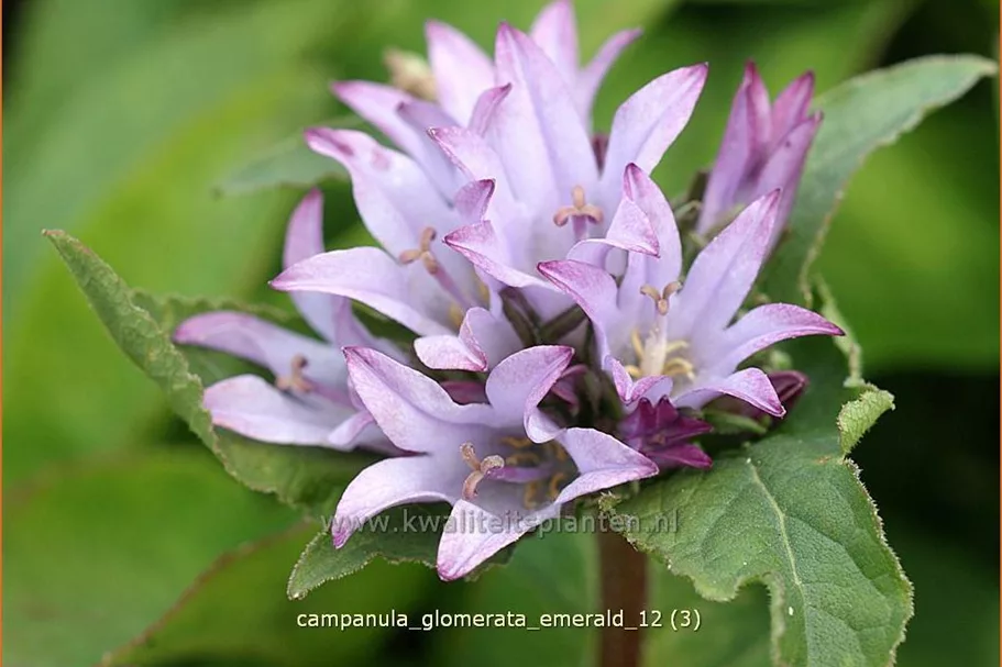 Campanula glomerata 'Emerald'