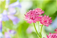Astrantia major 'Venice'®
