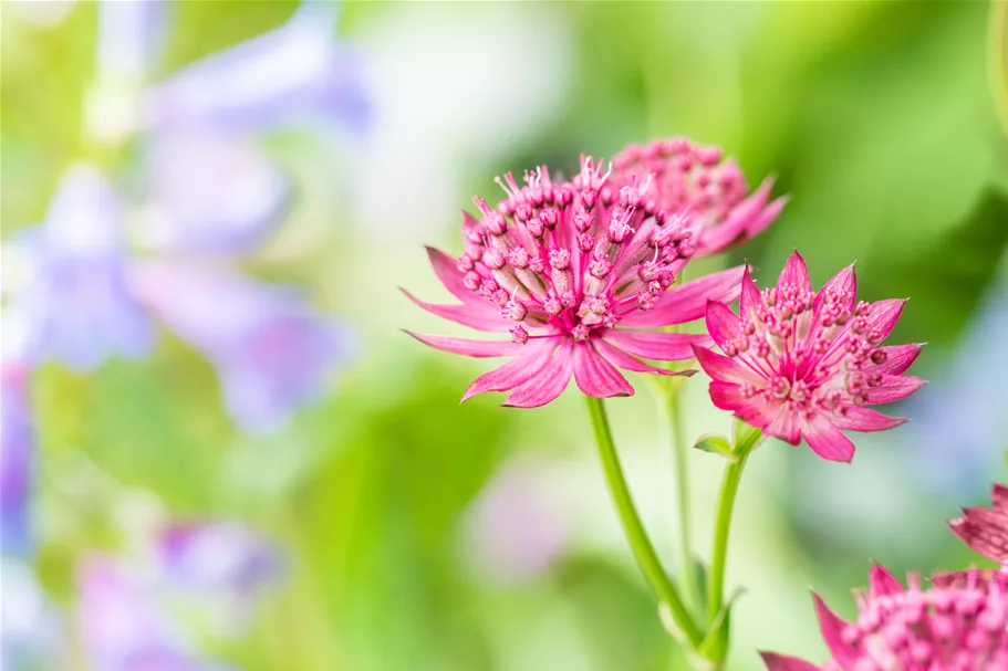 Astrantia major 'Venice'®