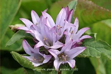 Campanula glomerata 'Emerald'