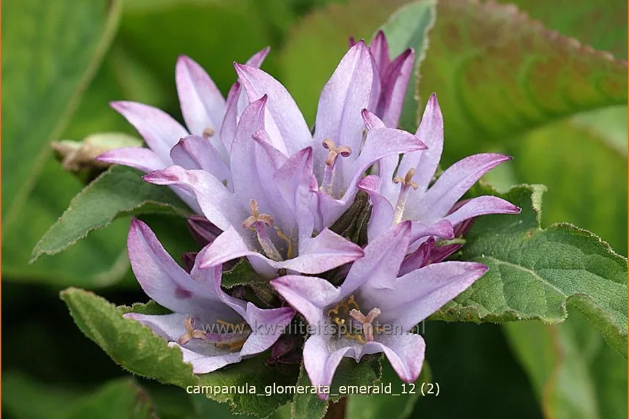 Campanula glomerata 'Emerald'