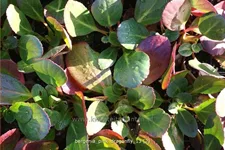 Bergenia cordifolia 'Pink Dragonfly'