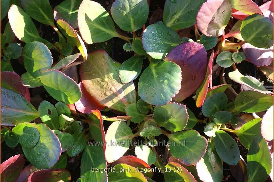 Bergenia cordifolia 'Pink Dragonfly'